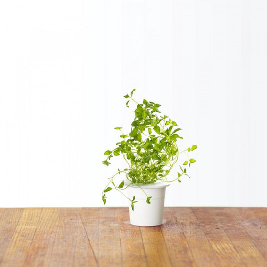 Click & Grow Origan / Recharge 3-pack – Capsules d’origan pour jardin d’intérieur intelligent