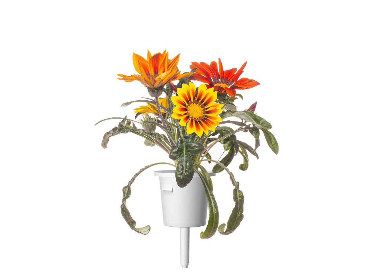 Click & Grow Gazania / 3-pack – Capsules florales éclatantes pour jardin d’intérieur intelligent