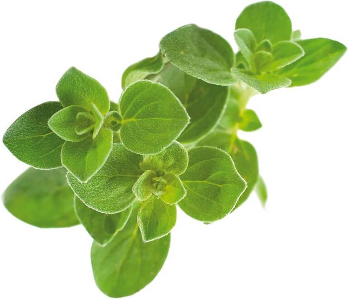 Click & Grow Origan / Recharge 3-pack – Capsules d’origan pour jardin d’intérieur intelligent