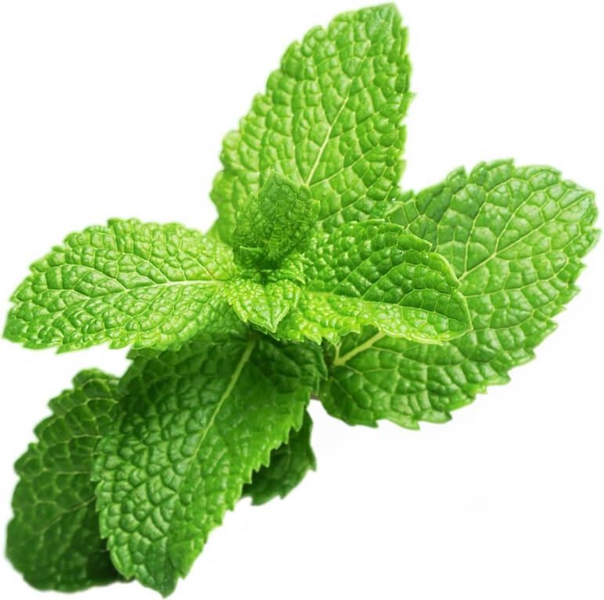 Click & Grow Menthe poivrée / 3-pack – Capsules de menthe fraîche pour jardin d’intérieur intelligent