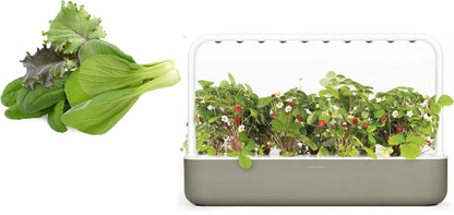 Click & Grow Smart Garden 9 Gris Foncé + Recharge Cuisine Asiatique (9 Capsules)