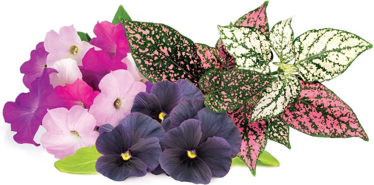 Click & Grow Recharge Mix de Fleurs Éclatantes – 9 Capsules (3x3) pour Jardin Intelligent