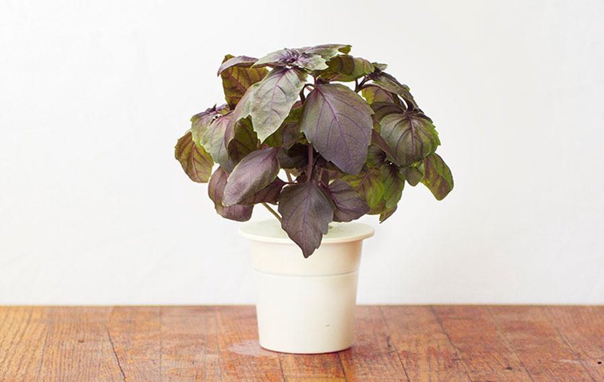 Click & Grow Basilic rouge / 3-pack – Capsules de basilic coloré pour jardin d’intérieur intelligent