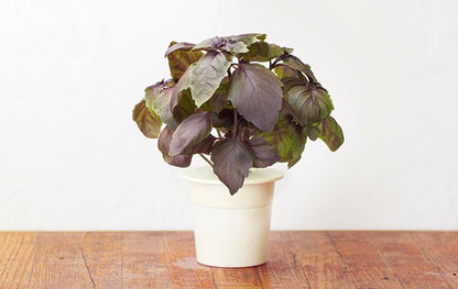 Click & Grow Basilic rouge / 3-pack – Capsules de basilic coloré pour jardin d’intérieur intelligent