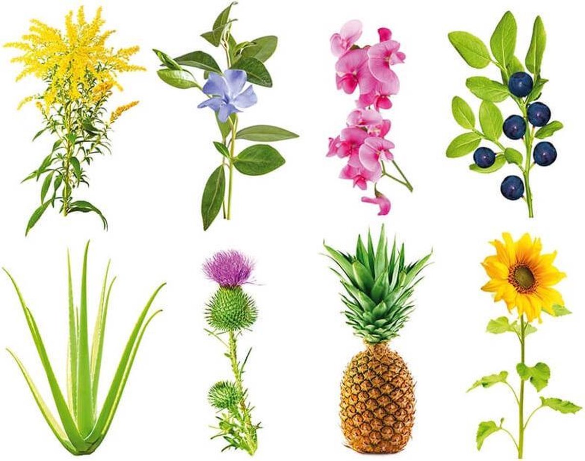 Click & Grow Grow Anything / 3-pack – Capsules de plantation personnalisables pour jardin d’intérieur