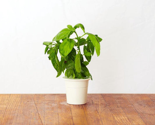 Click & Grow Recharge Basilic – 3 Capsules pour Jardin Intelligent