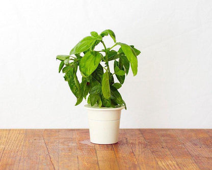 Click & Grow Recharge Basilic – 3 Capsules pour Jardin Intelligent