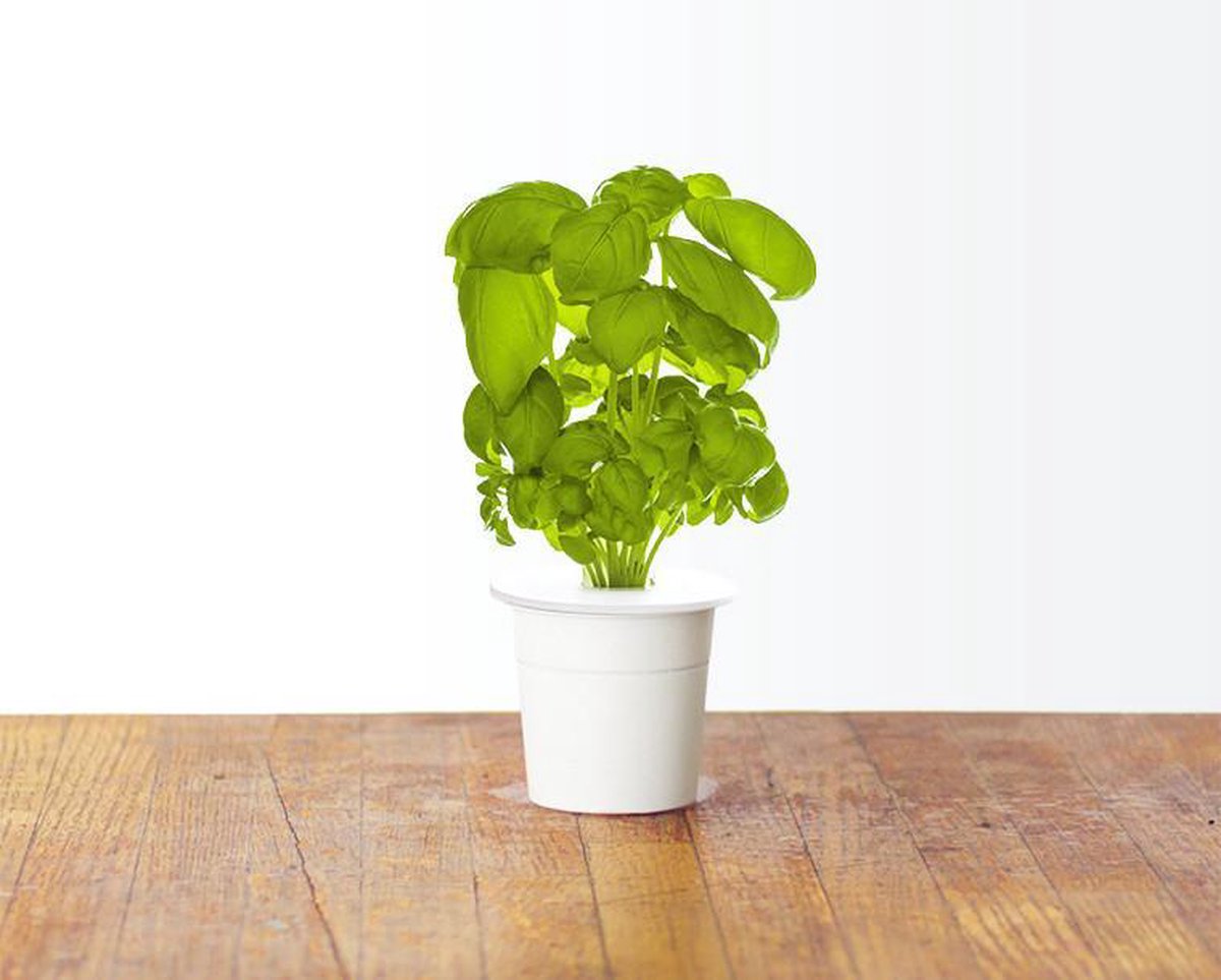 Click & Grow Recharge Basilic – 3 Capsules pour Jardin Intelligent