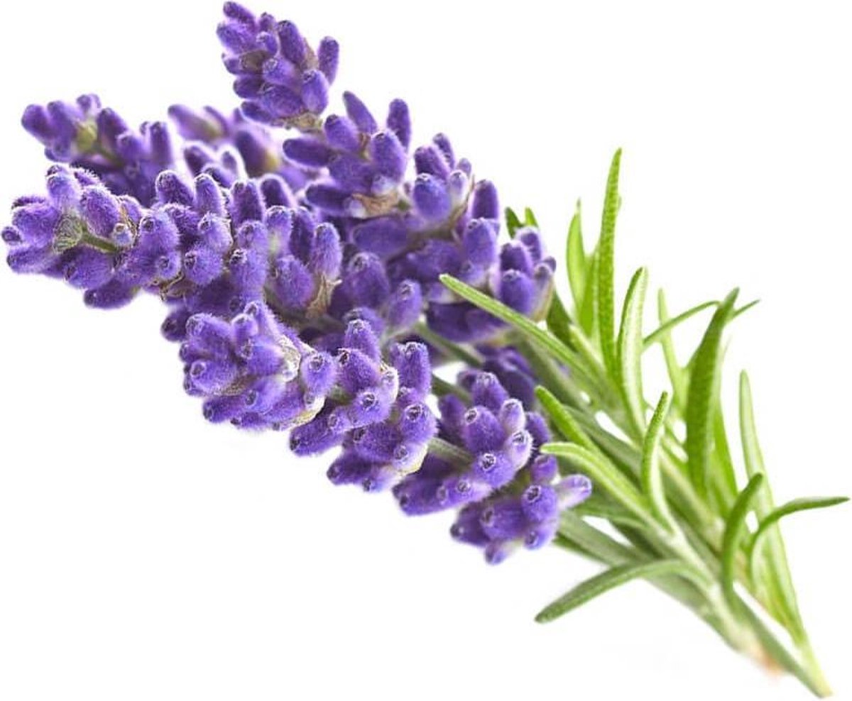 Click & Grow Lavande / 3-pack – Capsules de lavande pour jardin d’intérieur intelligent