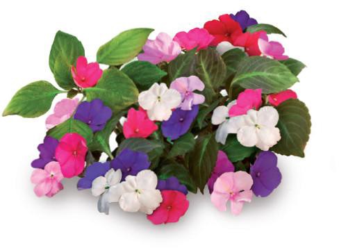 Click & Grow Impatiens (Busy Lizzie) / 3-pack – Capsules de fleurs décoratives pour jardin d’intérieur