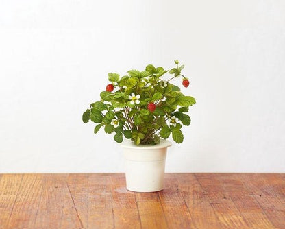 Click & Grow Recharge Fraise des Bois – 3 Capsules pour Jardin Intelligent