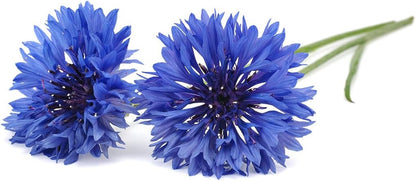 Click & Grow Bleuet / 3-pack – Capsules de fleurs décoratives pour jardin d’intérieur intelligent