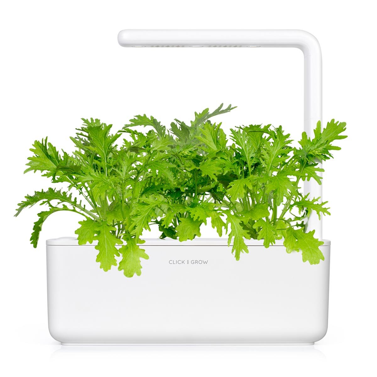 Click & Grow Moutarde feuille / 3-pack – Capsules de moutarde verte pour jardin d’intérieur intelligent