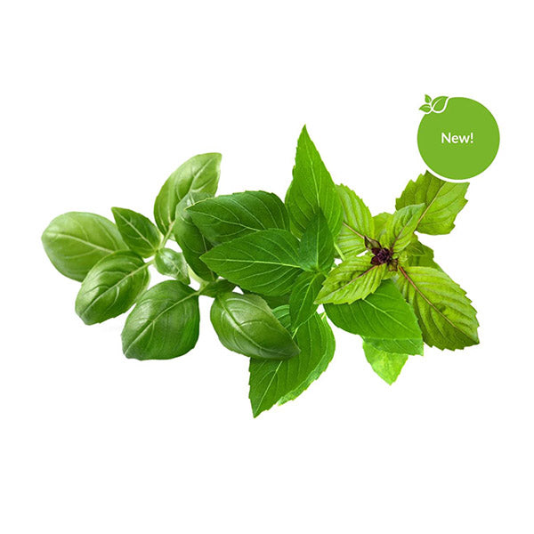 Click & Grow Recharge Mix de Basilics – 9 Capsules (3x3) pour Jardin Intelligent