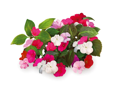 Click & Grow Impatiens (Busy Lizzie) / 3-pack – Capsules de fleurs décoratives pour jardin d’intérieur
