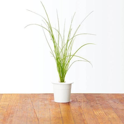 Click & Grow Ciboulette / 3-pack – Capsules de ciboulette pour jardin d’intérieur intelligent