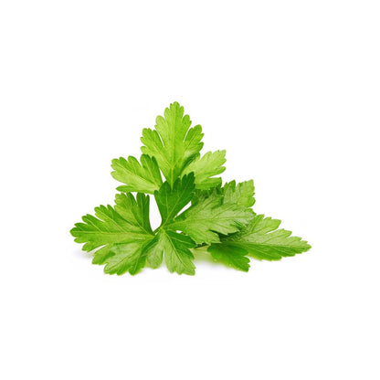 Click & Grow Coriandre / 3-pack – Capsules de coriandre pour jardin d’intérieur intelligent