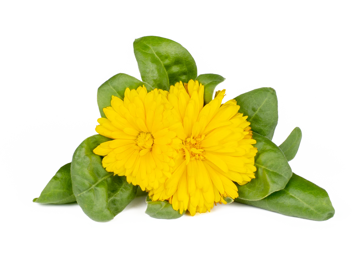 Click & Grow Calendula / 3-pack – Capsules florales pour jardin d’intérieur intelligent