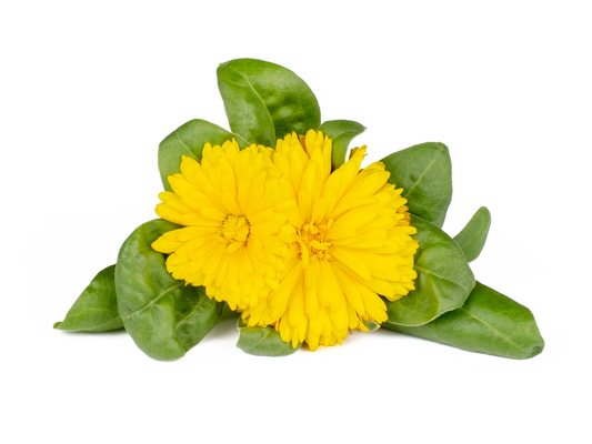 Click & Grow Calendula / 3-pack – Capsules florales pour jardin d’intérieur intelligent