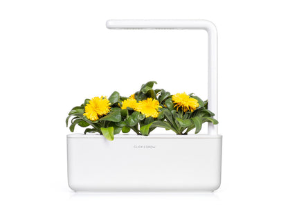 Click & Grow Calendula / 3-pack – Capsules florales pour jardin d’intérieur intelligent