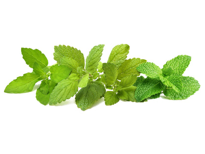 Click & Grow Recharge Mix Tisanes Apaisantes – 9 Capsules (3x3) pour Jardin Intelligent