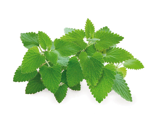 Click & Grow Cataire / 3-pack – Capsules d’herbe à chat pour jardin d’intérieur intelligent