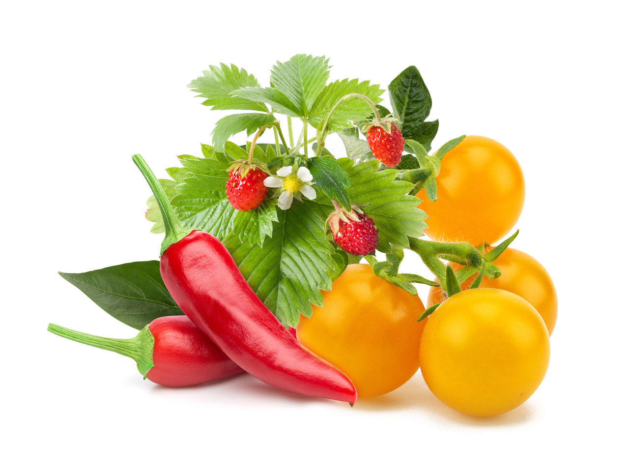 Click & Grow Recharge Mix Fruits et Légumes – 9 Capsules (3x3) pour Jardin Intelligent