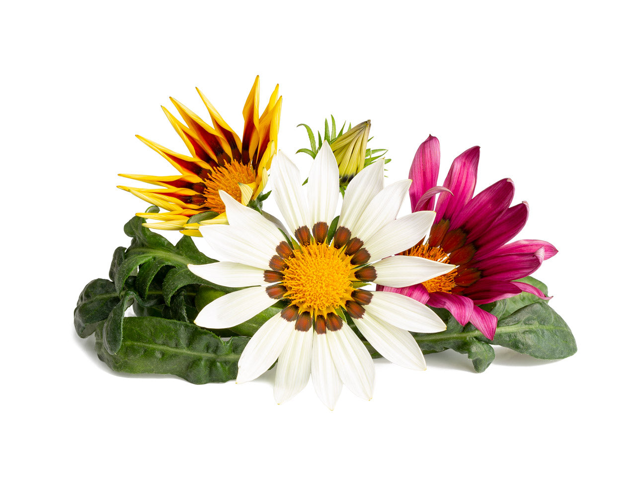 Click & Grow Gazania / 3-pack – Capsules florales éclatantes pour jardin d’intérieur intelligent
