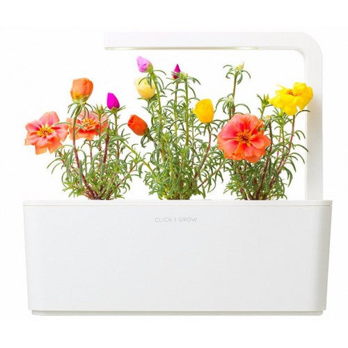 Click & Grow Pourpier fleuri / 3-pack – Capsules de fleurs décoratives pour jardin d’intérieur