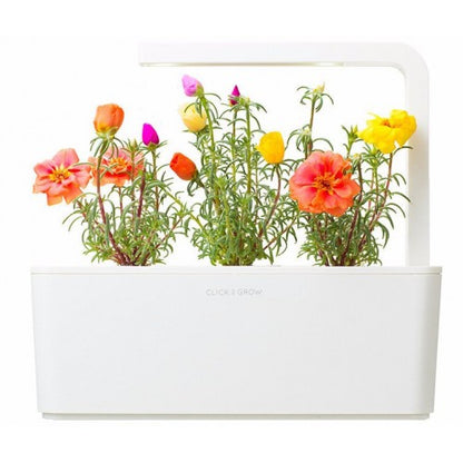 Click & Grow Pourpier fleuri / 3-pack – Capsules de fleurs décoratives pour jardin d’intérieur