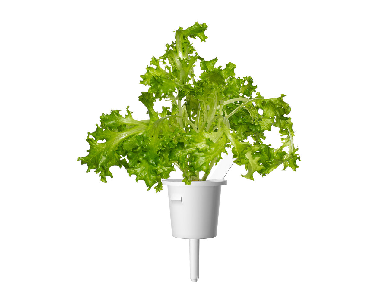 Click & Grow Laitue feuille de chêne / 3-pack – Capsules de salade pour jardin d’intérieur intelligent