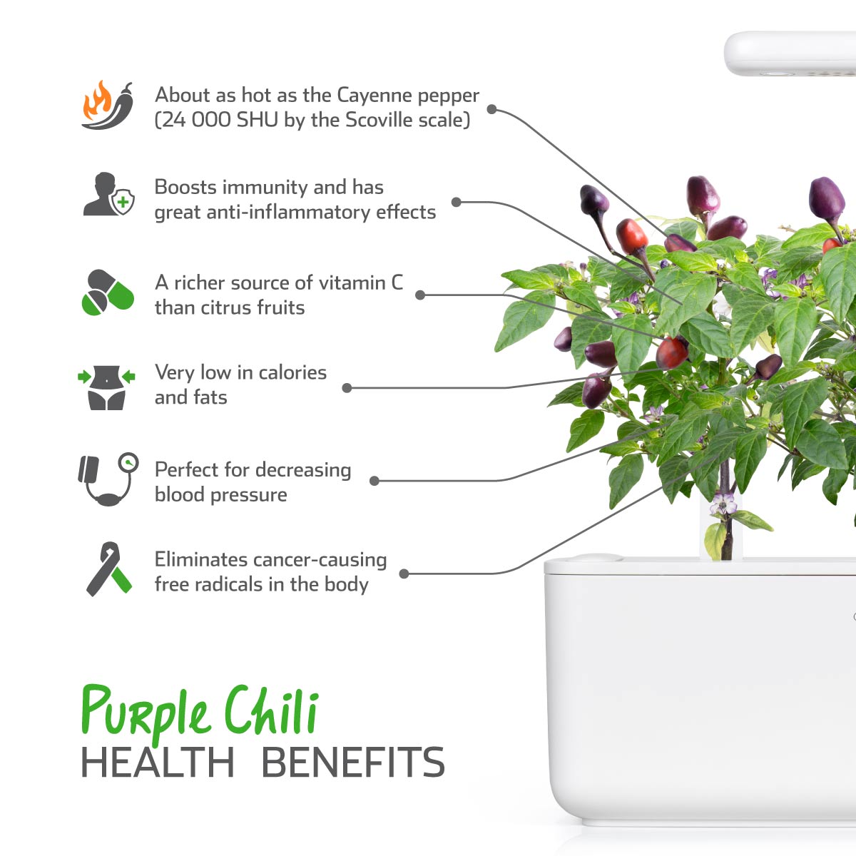 Click & Grow Piment violet / 3-pack – Capsules de piment décoratif et comestible pour jardin d’intérieur intelligent