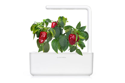 Click & Grow Poivron doux rouge / 3-pack – Capsules de poivron sucré pour jardin d’intérieur intelligent