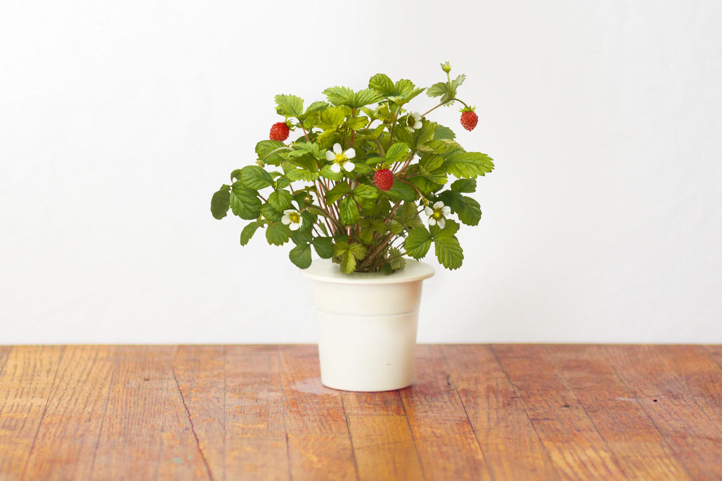 Click & Grow Recharge Fraise des Bois – 3 Capsules pour Jardin Intelligent