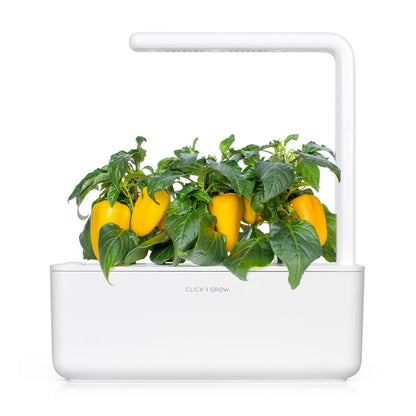 Click & Grow Poivron doux jaune / 3-pack – Capsules de poivron sucré pour jardin d’intérieur intelligent