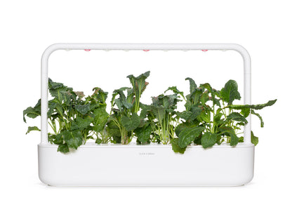 Click & Grow Chou kale italien / 3-pack – Capsules de chou vert pour jardin d’intérieur intelligent