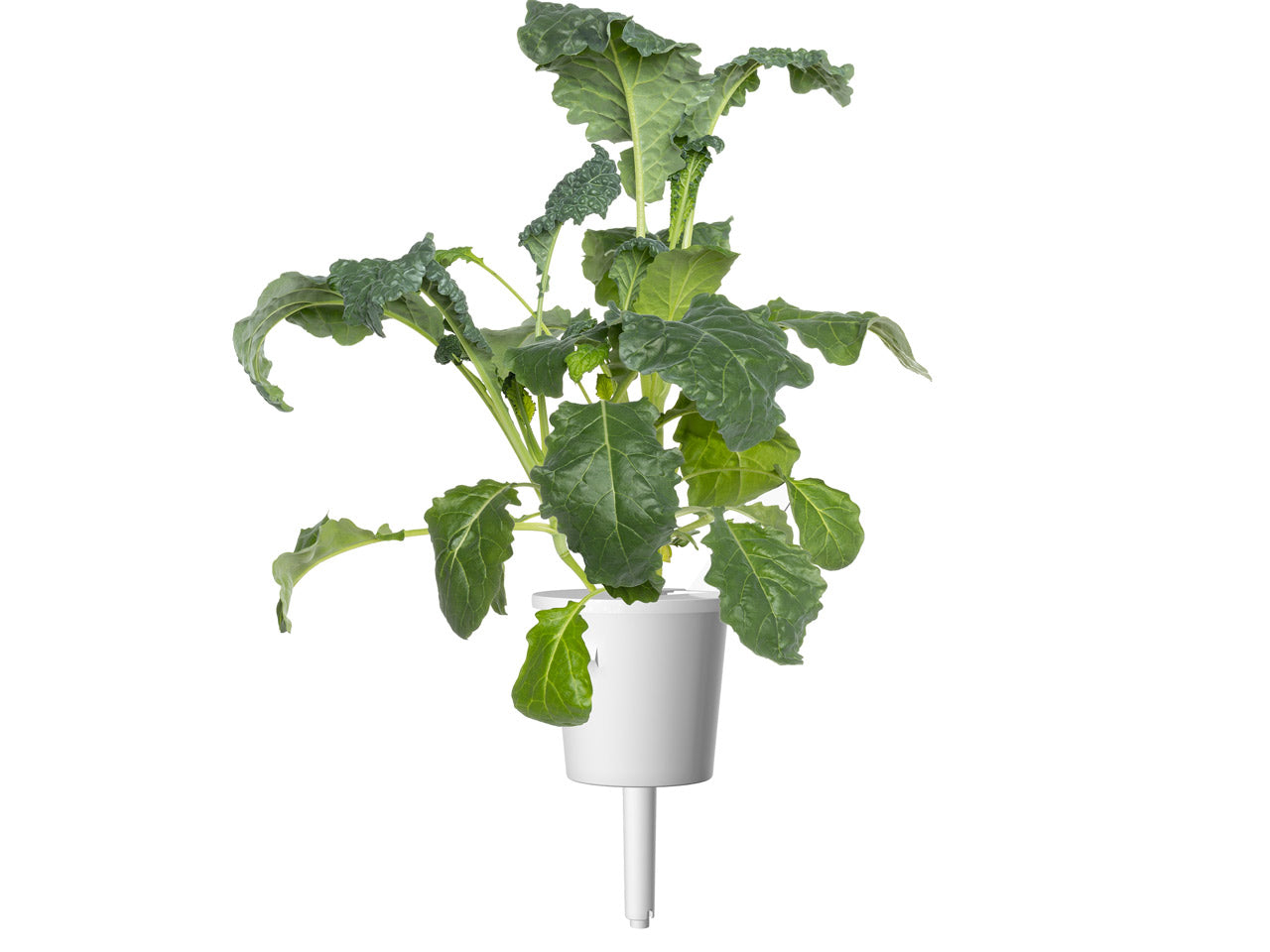Click & Grow Chou kale italien / 3-pack – Capsules de chou vert pour jardin d’intérieur intelligent