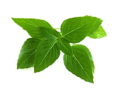 Click & Grow Basilic thaï / 3-pack – Capsules de basilic asiatique pour jardin d’intérieur intelligent