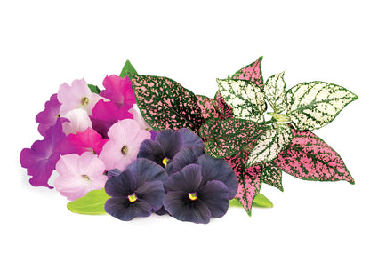 Click & Grow Recharge Mix de Fleurs Éclatantes – 9 Capsules (3x3) pour Jardin Intelligent