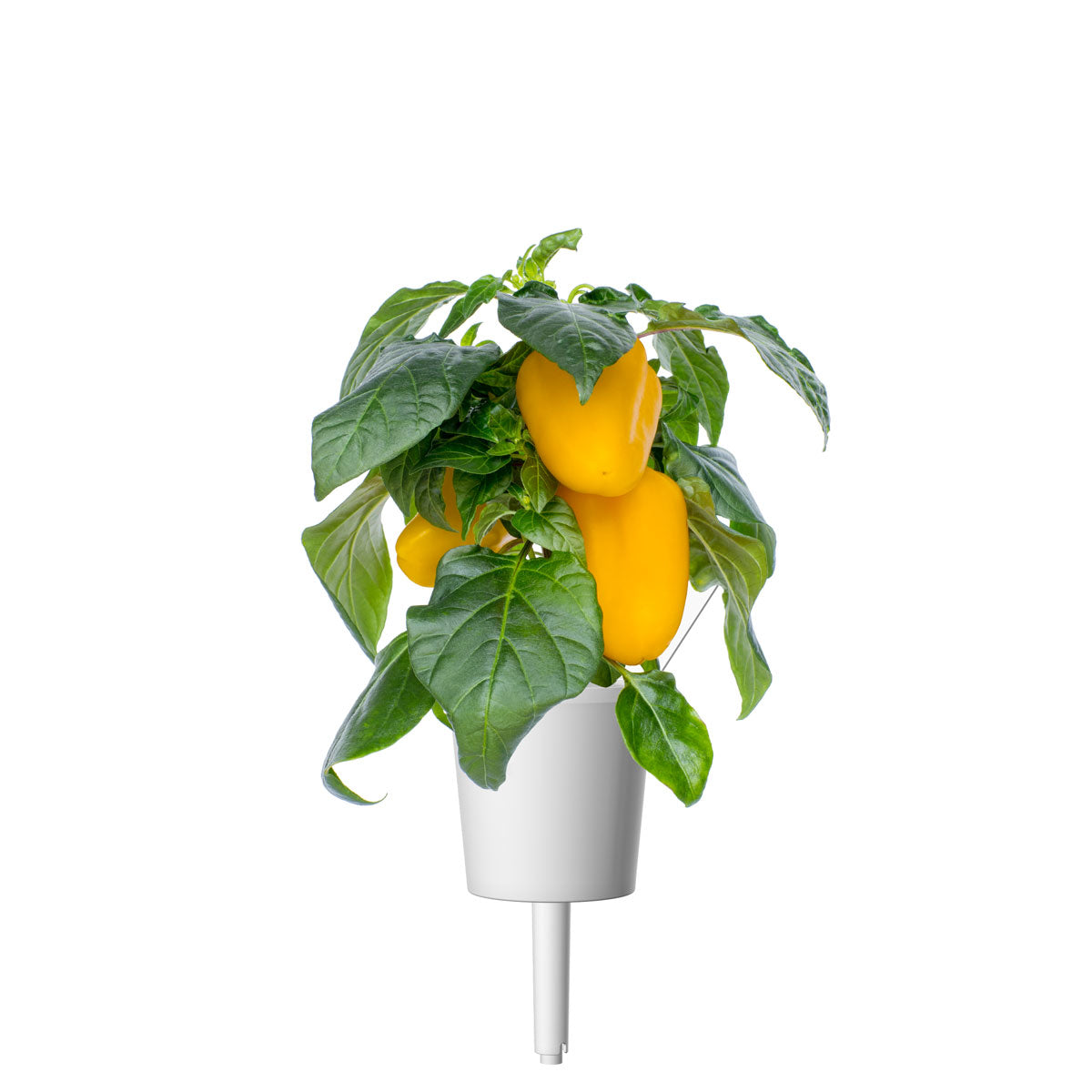 Click & Grow Poivron doux jaune / 3-pack – Capsules de poivron sucré pour jardin d’intérieur intelligent