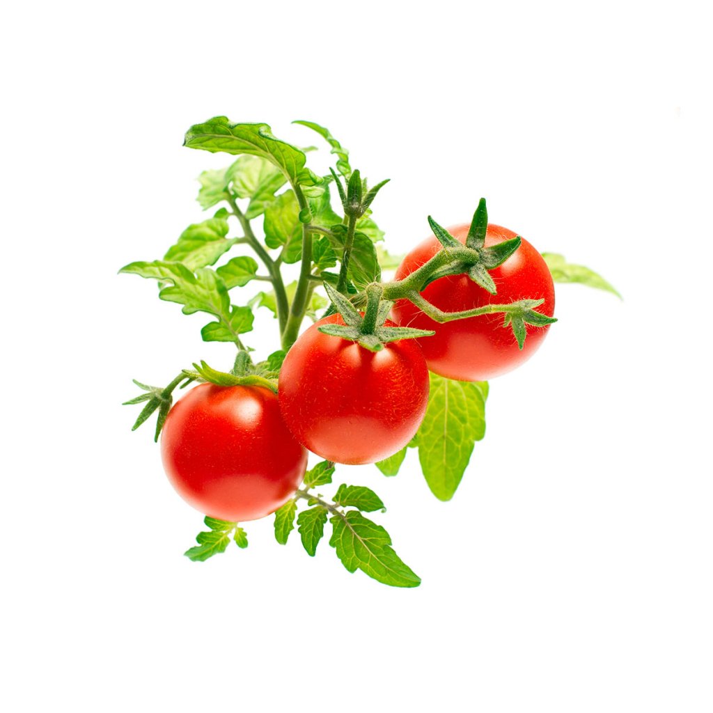 Click & Grow Recharge Tomate Cerise – 3 Capsules pour Jardin Intelligent