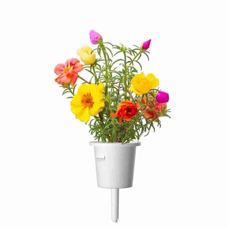 Click & Grow Pourpier fleuri / 3-pack – Capsules de fleurs décoratives pour jardin d’intérieur
