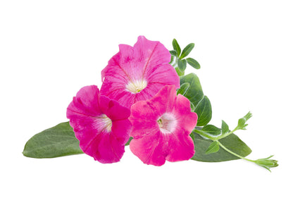 Click & Grow Pétunia rose / 3-pack – Capsules florales pour jardin d’intérieur intelligent