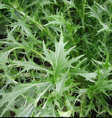 Click & Grow Mizuna / 3-pack – Capsules de salade japonaise pour jardin d’intérieur intelligent